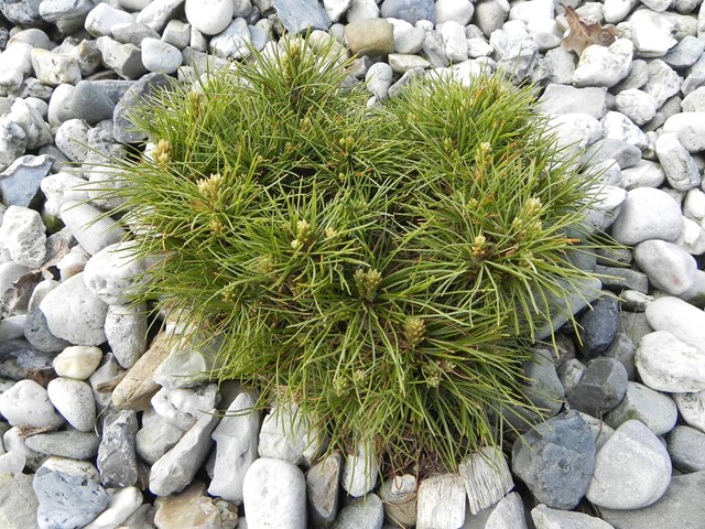 Pinus schwerinii (x) 'Filip’s Rock Star' (# 1) Pinus schwerinii (x) 'Filip’s Rock Star' (# 1)